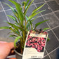 Bilde av ECHINACEA P. 'Magnus'-Spanne Plantesalg