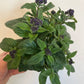 Bilde av Heliotropium Marine, 12 cm potte-Spanne Plantesalg