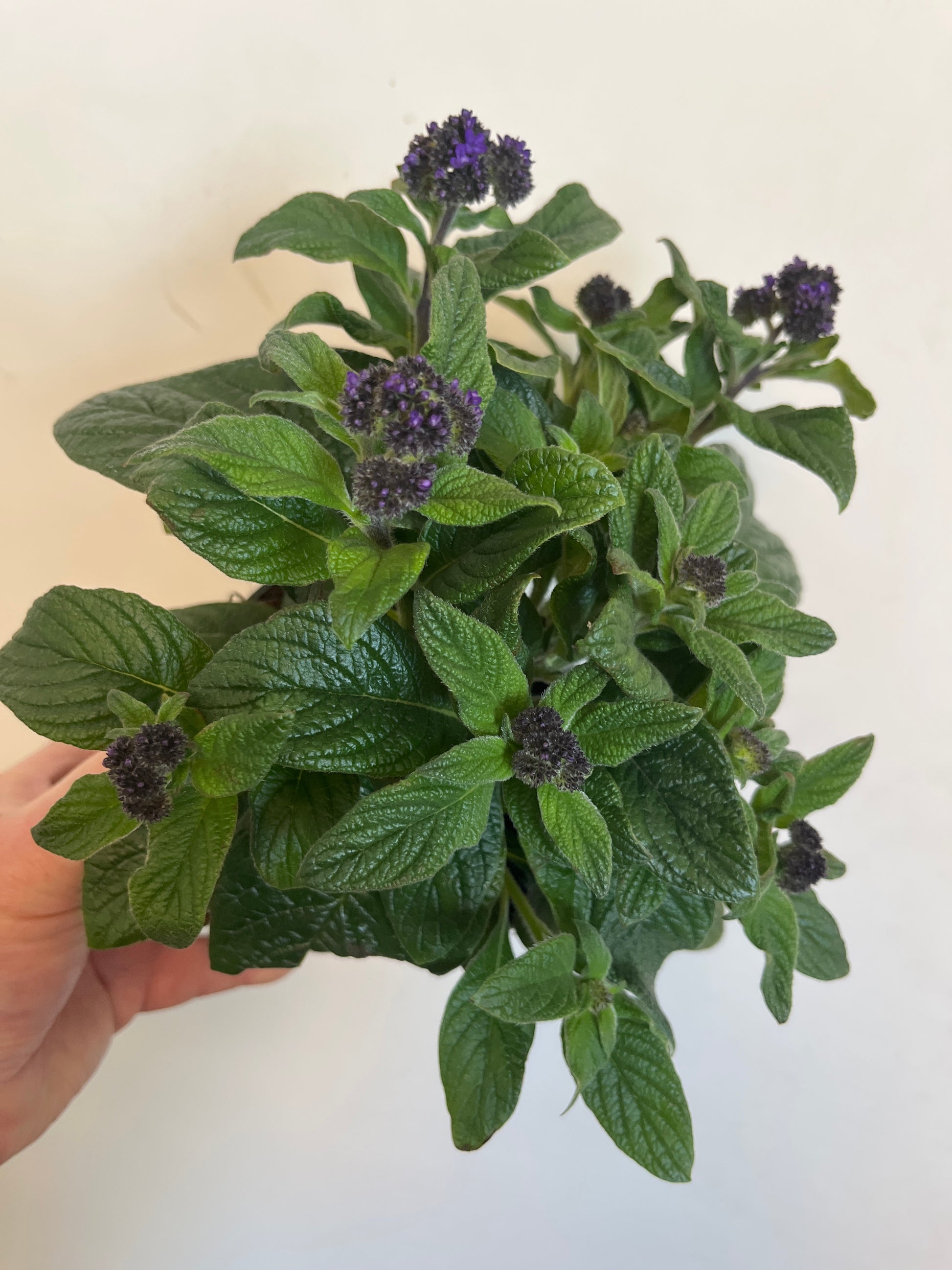 Bilde av Heliotropium Marine, 12 cm potte-Spanne Plantesalg