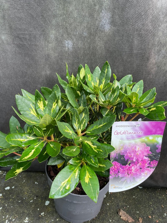 Bilde av Rhododendron 'Goldfinger'-Spanne Plantesalg
