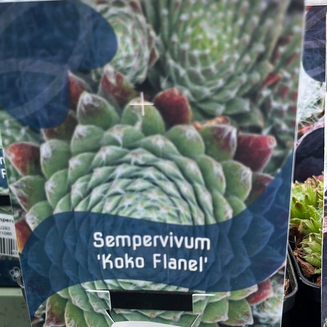 Bilde av Sempervivum 'Koko Flanel'-Spanne Plantesalg