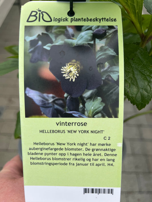Bilde av HELLEBORUS 'NEW YORK NIGHT'-Spanne Plantesalg