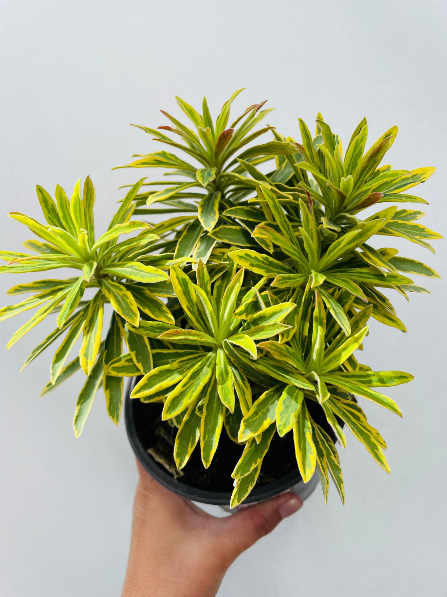 Euphorbia ‘Ascot Rainbow’
