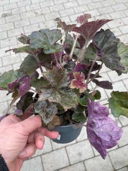 Heuchera  Palace Purple