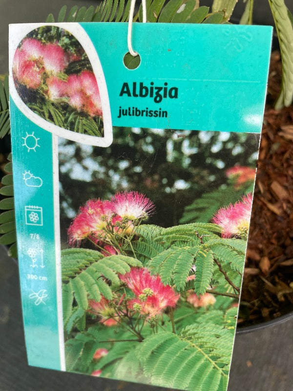 Bilde av Albizia julibrissin-Spanne Plantesalg