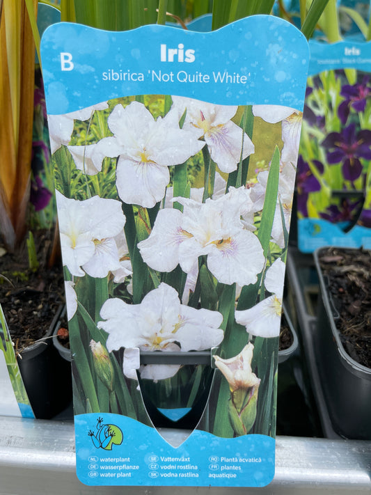 Bilde av Iris sibirica not quite white-Spanne Plantesalg