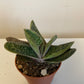 Gasteria Little Warty