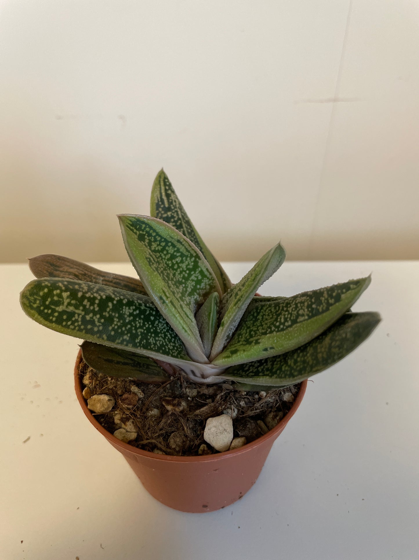 Gasteria Little Warty