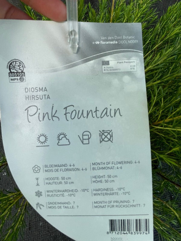 Bilde av Diosma hirsuta 'Pink Fountain'-Spanne Plantesalg