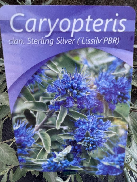 Bilde av Caryopteris c. 'Stirling Silver'®-Spanne Plantesalg
