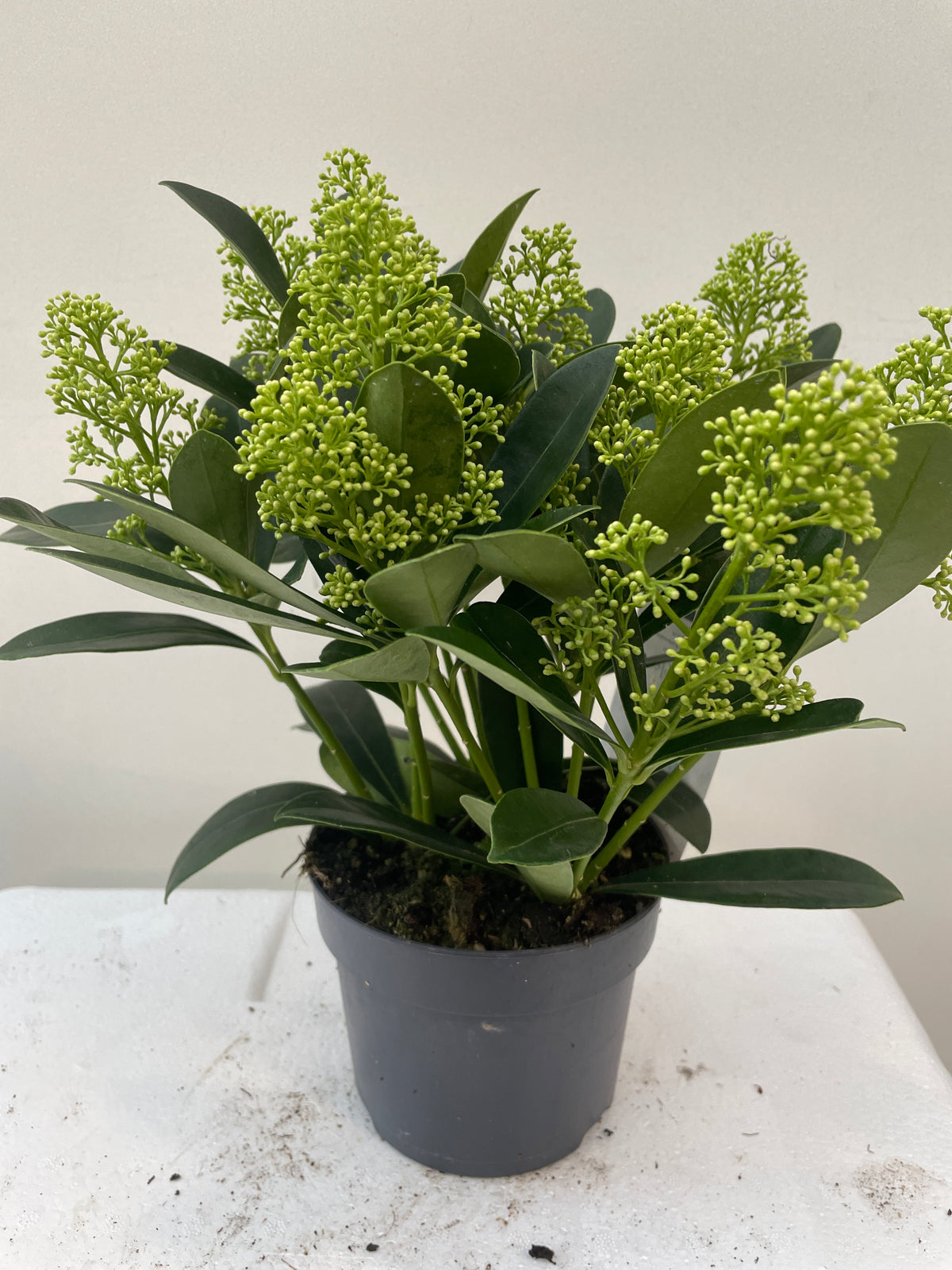 Skimmia jap. Finchy