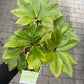 Bilde av HELLEBORUS 'CALIFORNIA DREAMING'-Spanne Plantesalg