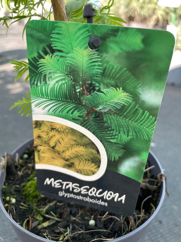 Bilde av Metasequoia glyptostroboides-Spanne Plantesalg