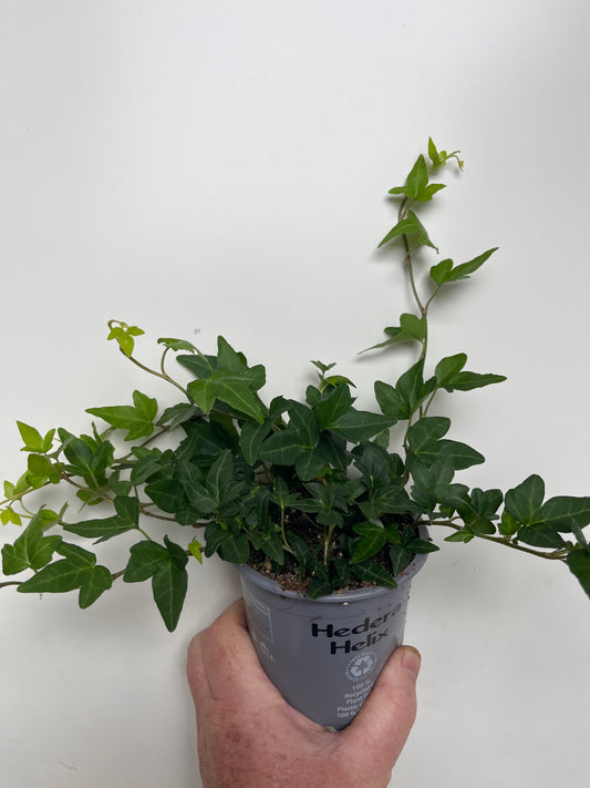 Bilde av EFØY-Spanne Plantesalg