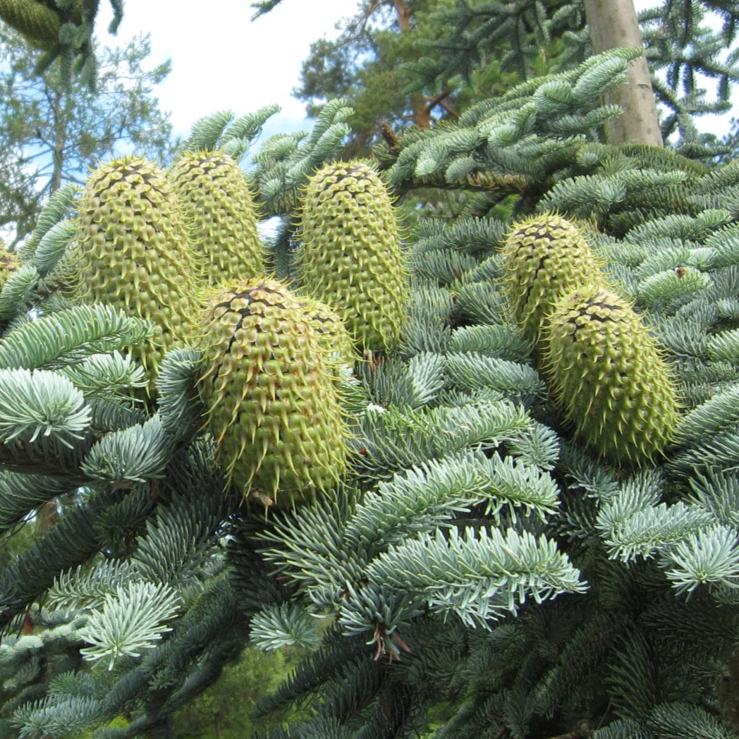 Bilde av Abies procera 'Glauca'-Spanne Plantesalg