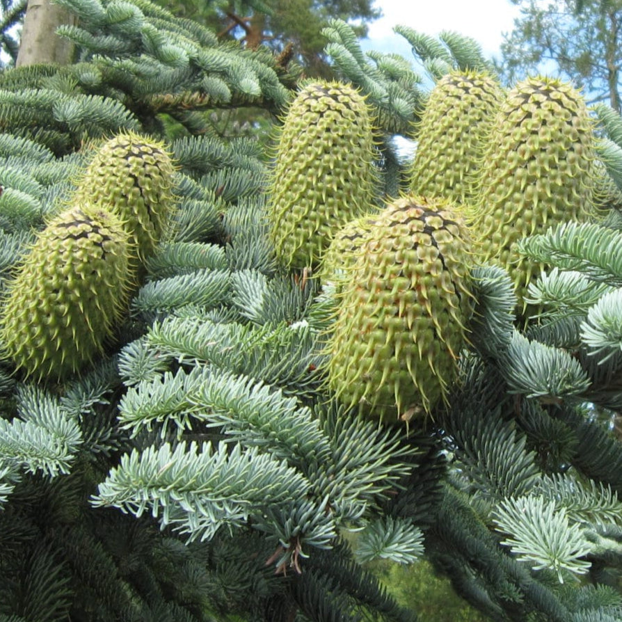 Bilde av Abies procera 'Glauca' C2,5-Spanne Plantesalg