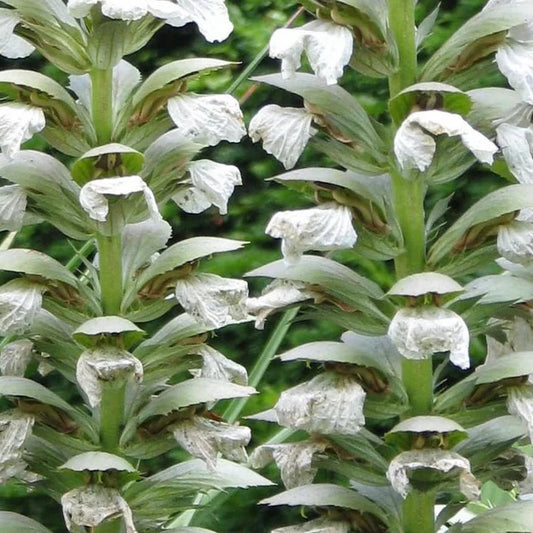 Bilde av Acanthus mollis 'Rue Ledan'-Spanne Plantesalg