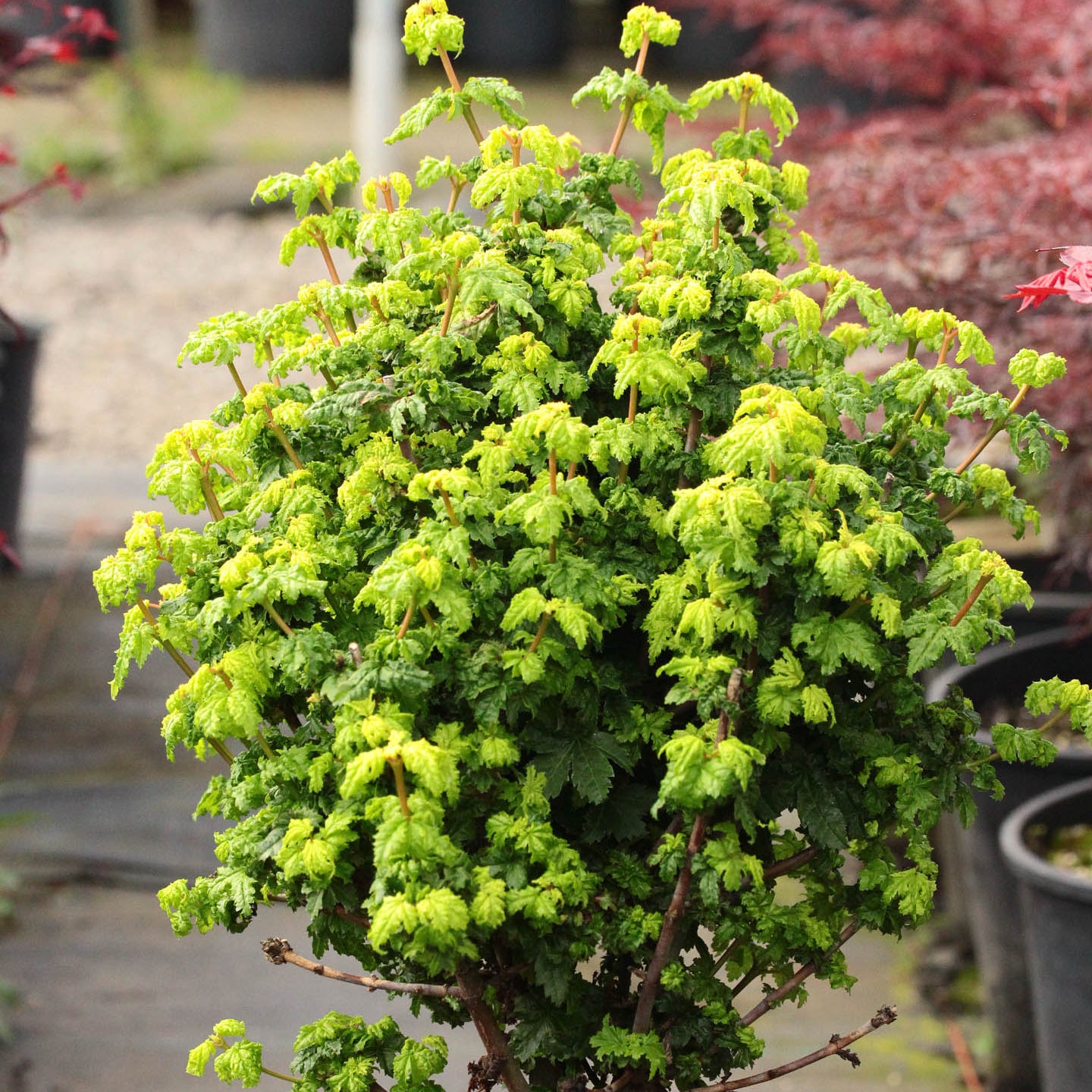 Bilde av Acer circinatum 'Gee's Witch's Broom'-Spanne Plantesalg