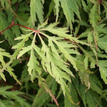 Bilde av Acer palmatum 'Kyogu-shidare'-Spanne Plantesalg
