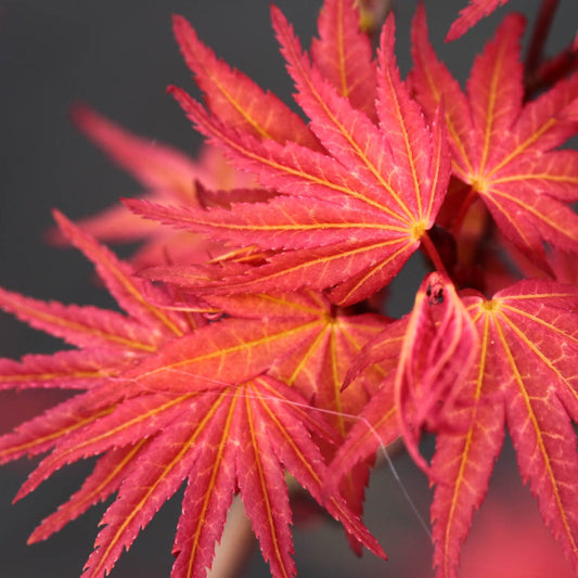 Bilde av Acer pal. 'Phoenix'-Spanne Plantesalg