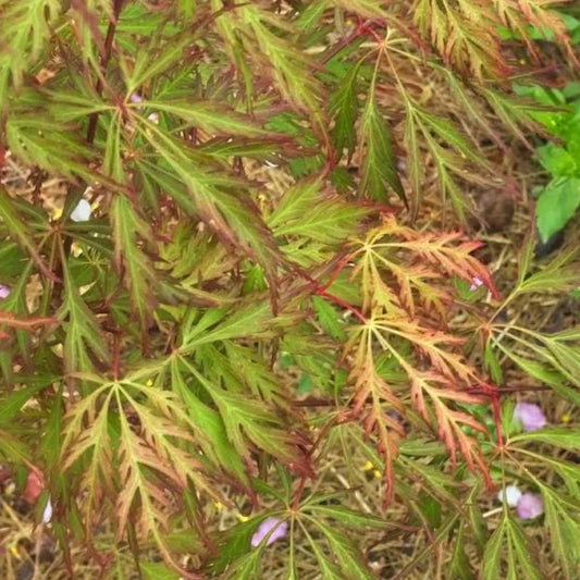 Bilde av Acer x pseudosieboldianum 'Ice Dragon'®-Spanne Plantesalg