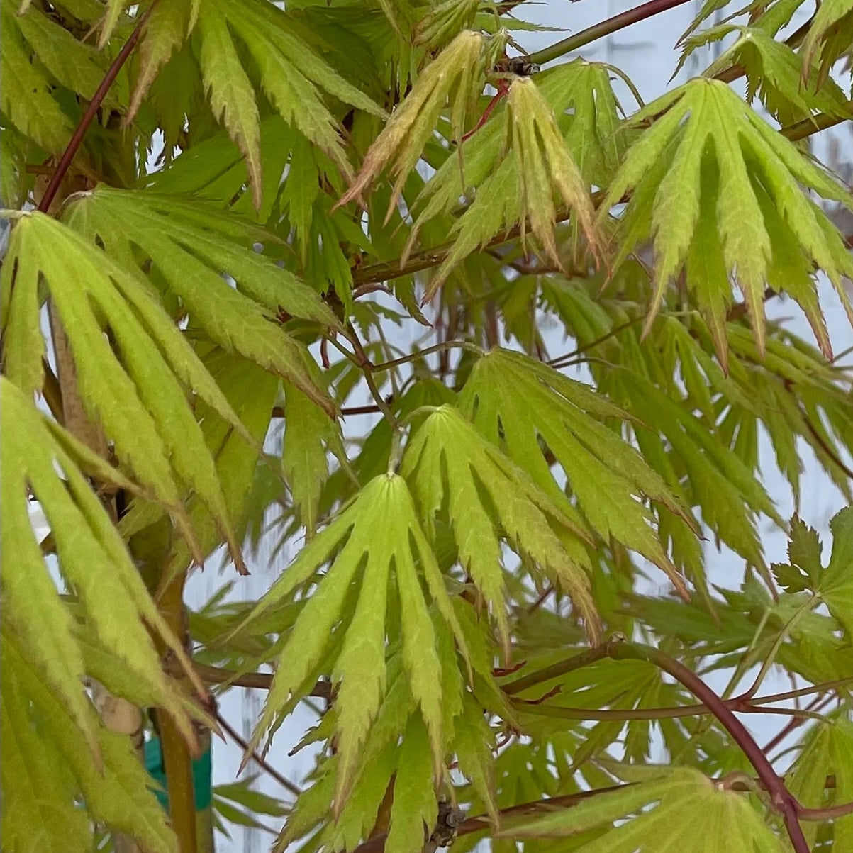 Bilde av Acer x pseudosieboldianum 'Arctic Jade'®-Spanne Plantesalg