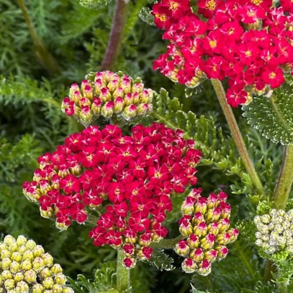 Bilde av Achillea m. 'Cassis'-Spanne Plantesalg