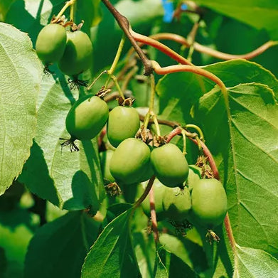 Bilde av Actinidia arguta 'Vitikiwi' /Minikiwi-Spanne Plantesalg