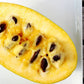 Bilde av Asimina triloba 'Maria's Joy'-Spanne Plantesalg