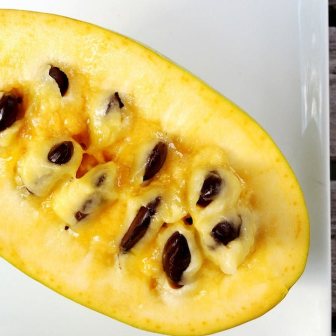 Bilde av Asimina triloba 'Maria's Joy'-Spanne Plantesalg