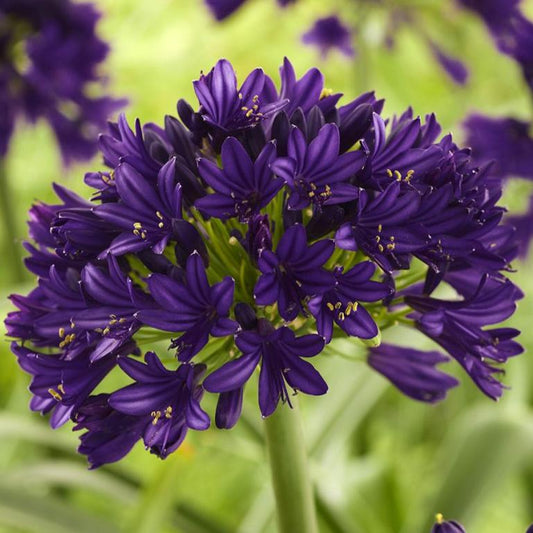 Bilde av Agapanthus 'Black Pantha'-Spanne Plantesalg