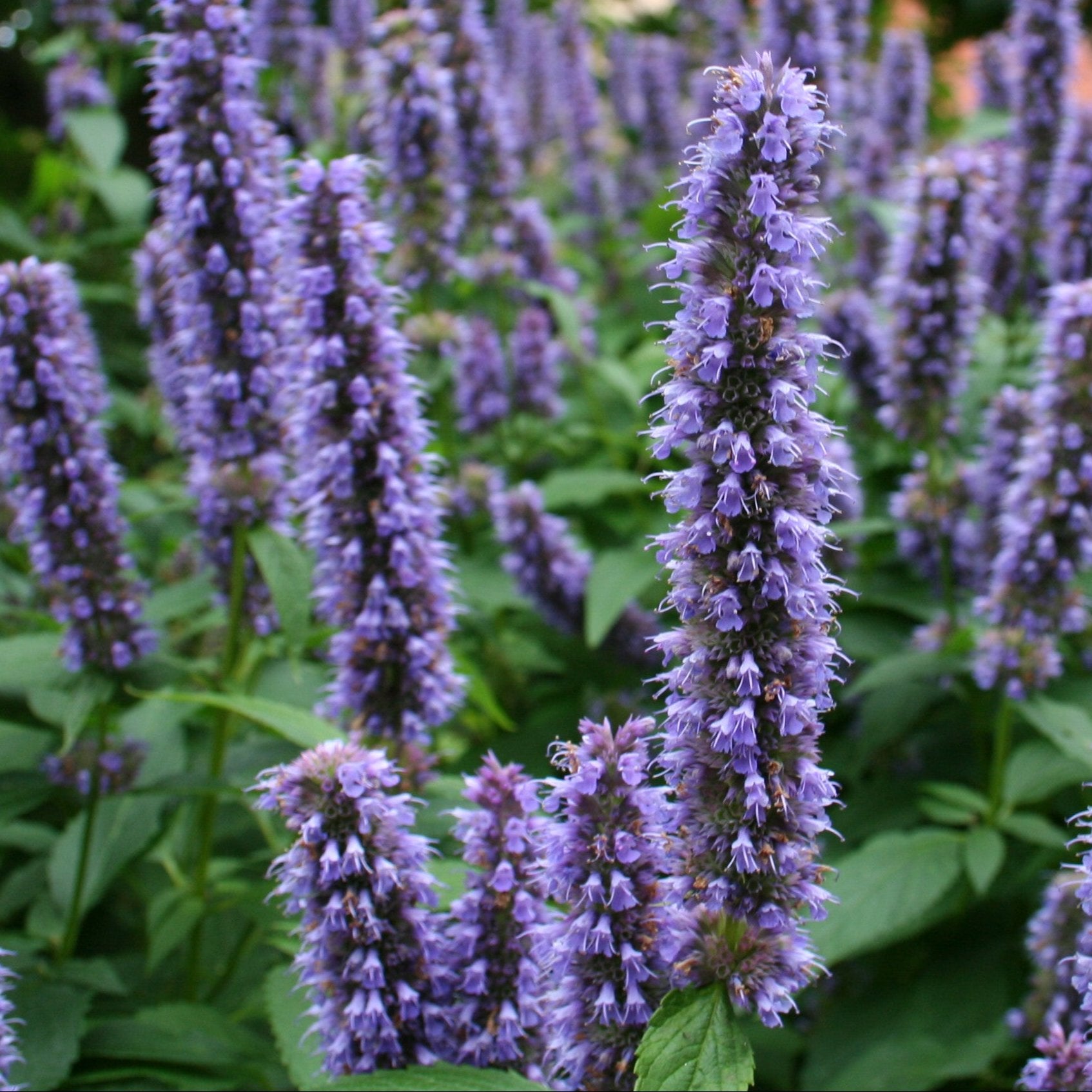 Bilde av Agastache foeniculum-Spanne Plantesalg