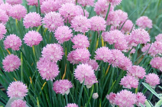 Bilde av Allium schoenop. 'Rising Star'-Spanne Plantesalg