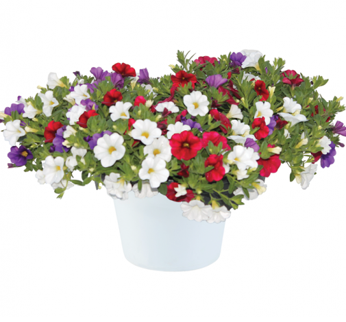 Bilde av Calibrachoa DuraBella™ American Flair, Kr 59,90 pr stk-Spanne Plantesalg