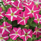 Bilde av Petunia grand. Amore Pink Heart , 2 For 79,90-Spanne Plantesalg