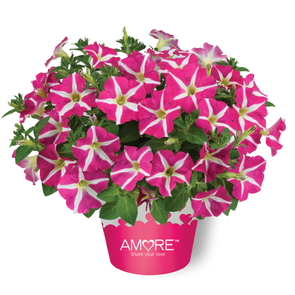 Bilde av Petunia grand. Amore Pink Heart , 2 For 79,90-Spanne Plantesalg