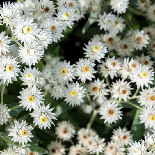 Bilde av Anaphalis tripl. 'Sommerschnee'-Spanne Plantesalg