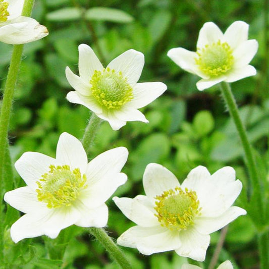 Bilde av Anemone m. 'Annabella White'-Spanne Plantesalg