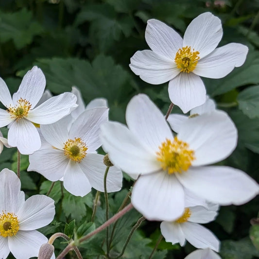 Bilde av Anemone Elfin Swan-Spanne Plantesalg