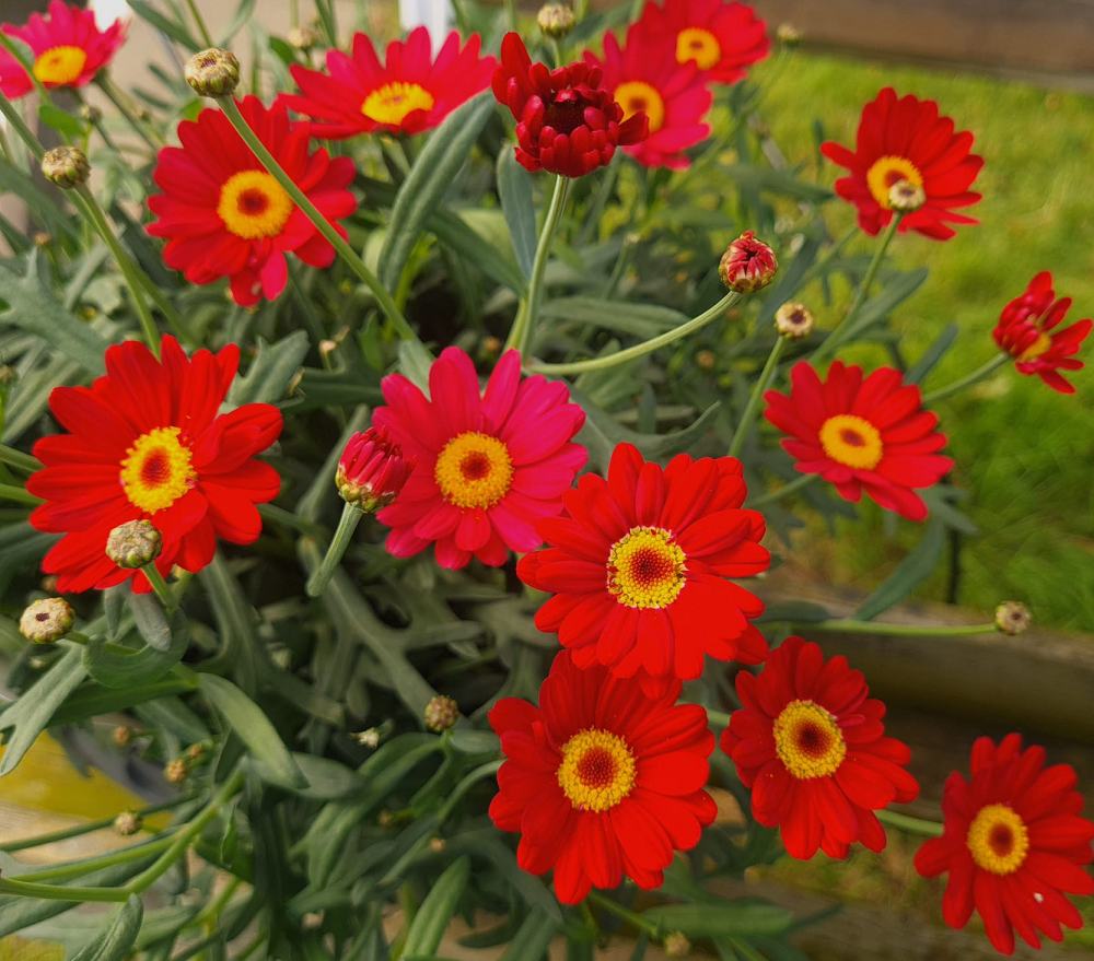 Bilde av Argyranthemum Percussion® Classic Red, 2 For 79,90-Spanne Plantesalg