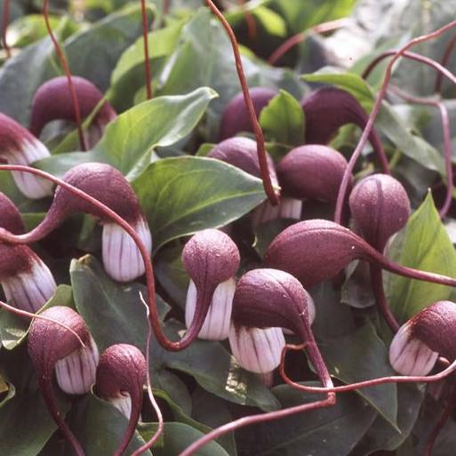 Bilde av Arisarum proboscideum-Spanne Plantesalg