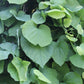 Bilde av Aristolochia macrophylla-Spanne Plantesalg