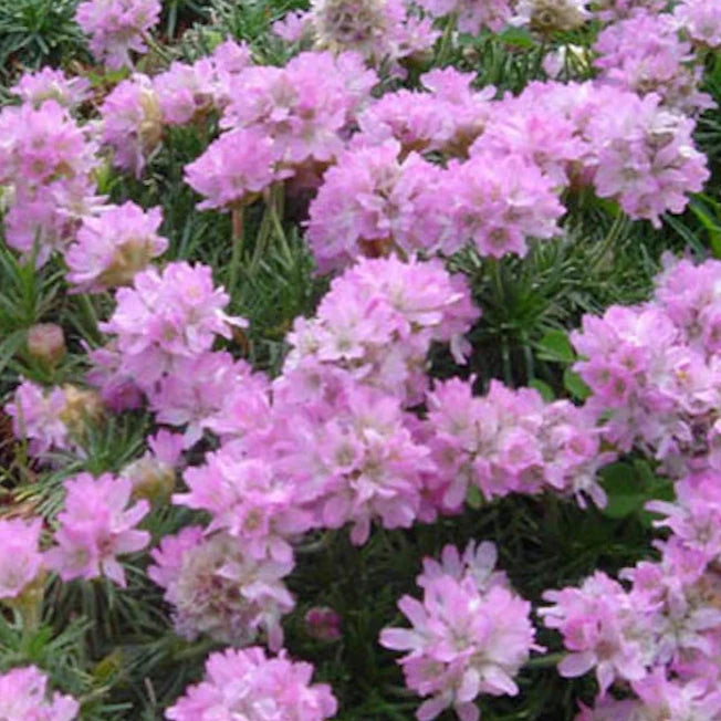 Bilde av Armeria jun. 'New Seeland Form'-Spanne Plantesalg