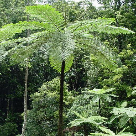 Bilde av Cyathea cooperi-Spanne Plantesalg