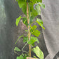 Bilde av Aristolochia durior (macrophylla)-Spanne Plantesalg
