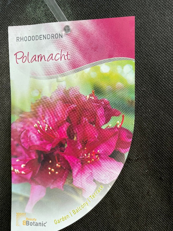 Bilde av Rhododendron (P) 'Polarnacht'-Spanne Plantesalg