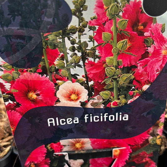 Bilde av Alcea ficifolia-Spanne Plantesalg