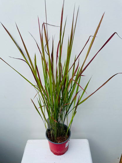 Imperata cylindrica Red Baron