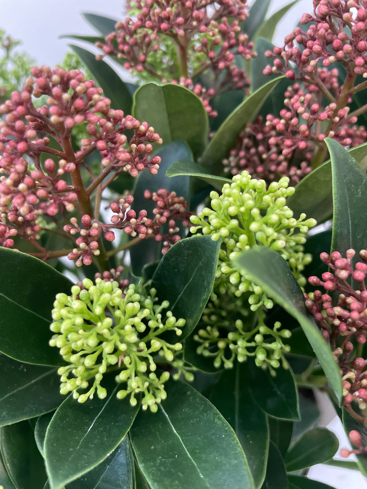 Skimmia jap. Double Diamond