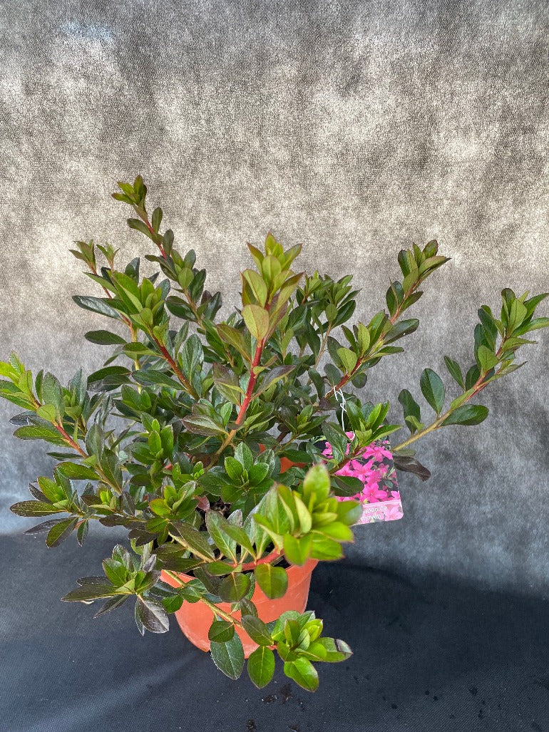 Bilde av Rhododendron (AJ) 'Beethoven'-Spanne Plantesalg